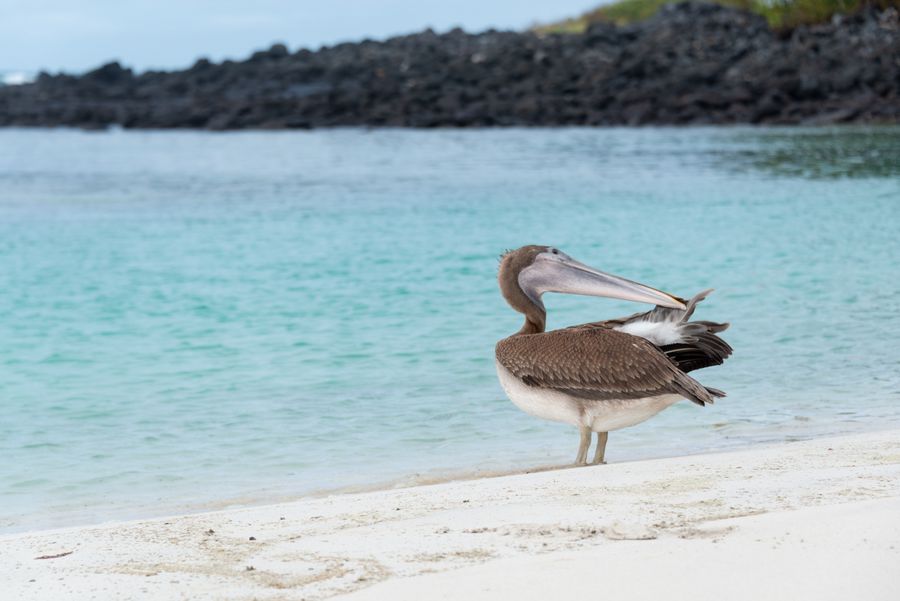 Galapagos Islands
